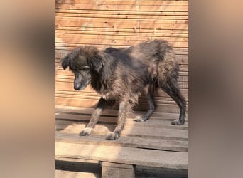 Charlotte - reizende Hundeomi