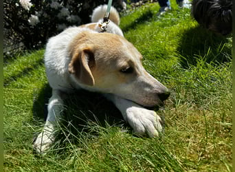 Luna - in Deutschland