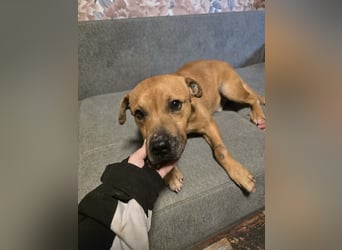 Thor - vom Kinderspielzeug zum Kettenhund