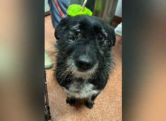 Drako - er hatte einen Schutzengel