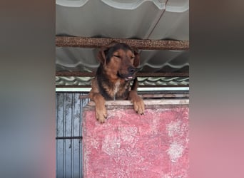 Rudi - war auf der Tötungsliste