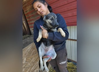 Luna  - im Wald ausgesetzt