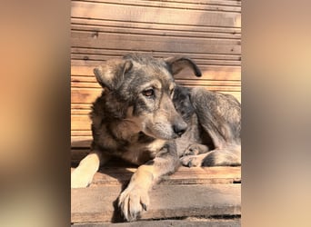 Vanessa - sucht Hundeflüsterer