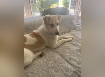 Luna - in Deutschland