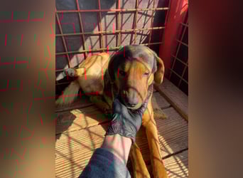 Rudi - war auf der Tötungsliste