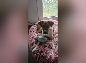 Bonnie - kinderlieber Familienhund
