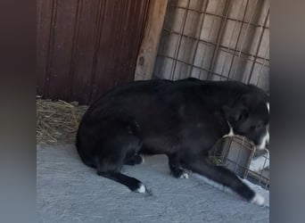 Maylo - sooo hübsch❤️