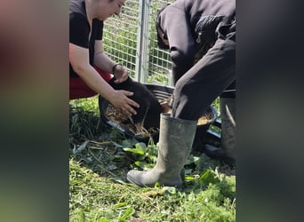 Tom und Jerry - Zuhause gesucht