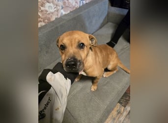 Thor - vom Kinderspielzeug zum Kettenhund