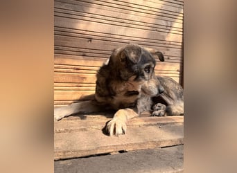 Vanessa - sucht Hundeflüsterer
