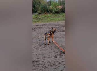 IVY katzenverträglich PLZ 27624