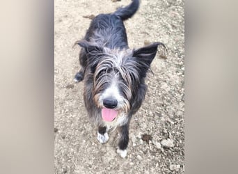 Fluffy gibt sich auf