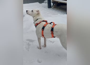 Frieda - fröhlich und unkompliziert