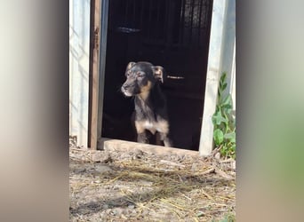 Tom und Jerry - Zuhause gesucht