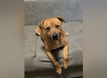 Thor - vom Kinderspielzeug zum Kettenhund