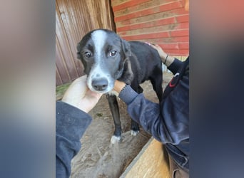 Maylo - wurde ausgesetzt