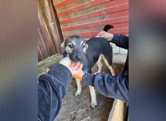 Luna  - im Wald ausgesetzt