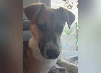 Bonnie - kinderlieber Familienhund