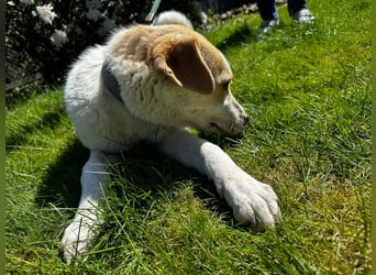 Luna - in Deutschland