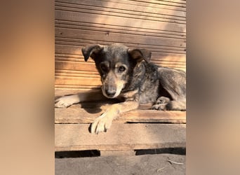 Vanessa - sucht Hundeflüsterer