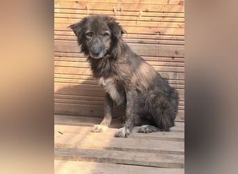 Charlotte - reizende Hundeomi