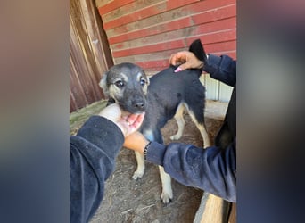 Luna  - im Wald ausgesetzt