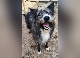 Fluffy gibt sich auf