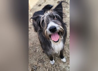 Fluffy gibt sich auf