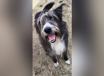 Fluffy gibt sich auf