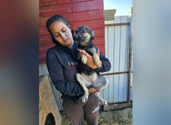 Luna  - im Wald ausgesetzt