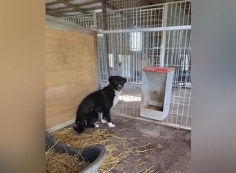 Moritz- Profi gesucht