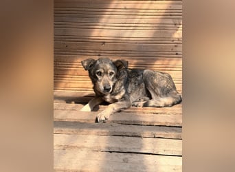 Vanessa - sucht Hundeflüsterer
