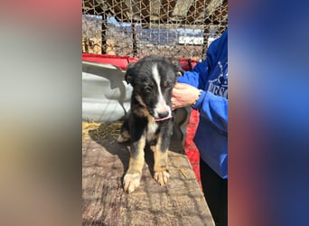 Frenchie - wäre fast erfroren