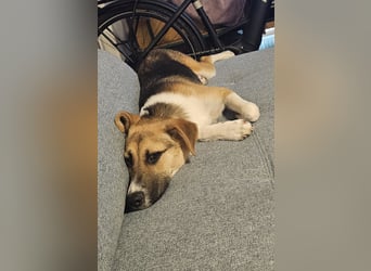 Bonnie - kinderlieber Familienhund