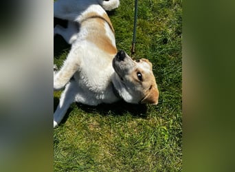 Luna - in Deutschland