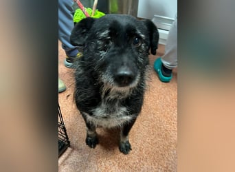 Drako - er hatte einen Schutzengel