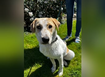 Luna - in Deutschland