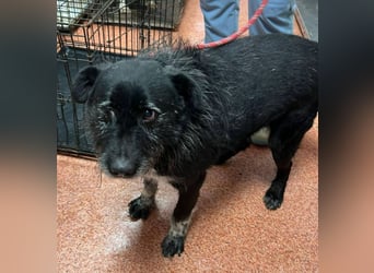 Drako - er hatte einen Schutzengel