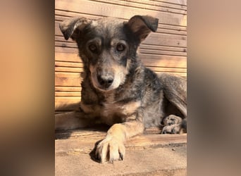 Vanessa - sucht Hundeflüsterer
