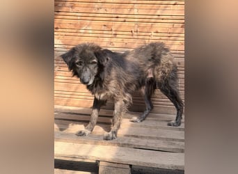 Charlotte - reizende Hundeomi