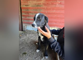 Maylo - wurde ausgesetzt