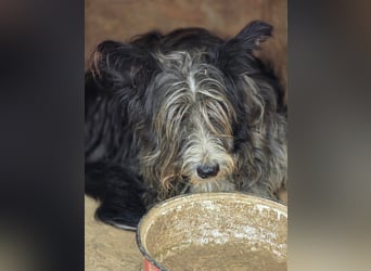 Fluffy gibt sich auf