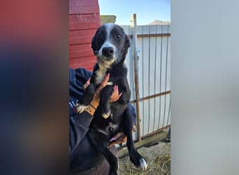 Maylo - wurde ausgesetzt