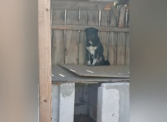 Ray sucht Hundeflüsterer
