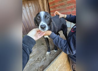 Maylo - wurde ausgesetzt