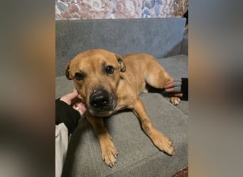 Thor - vom Kinderspielzeug zum Kettenhund