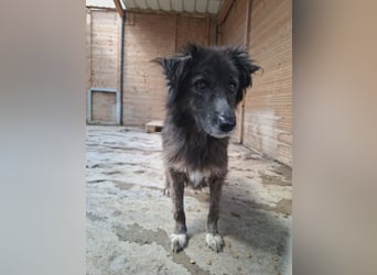 Charlotte - reizende Hundeomi
