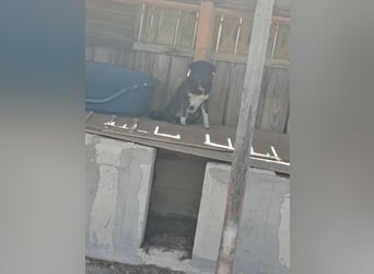 Ray sucht Hundeflüsterer