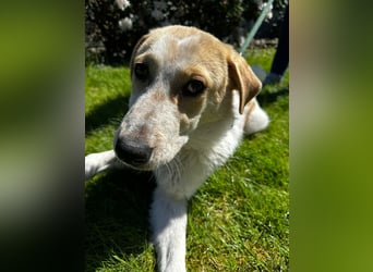 Luna - in Deutschland