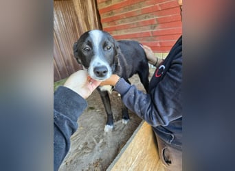 Maylo - wurde ausgesetzt